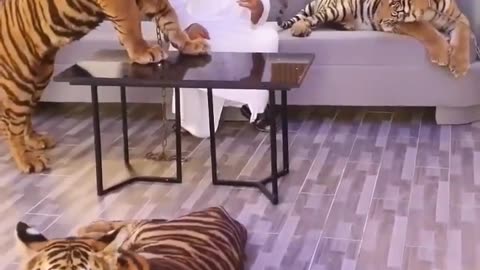 Playing with three tigers😇