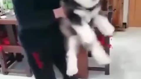 Husky dog video make your day