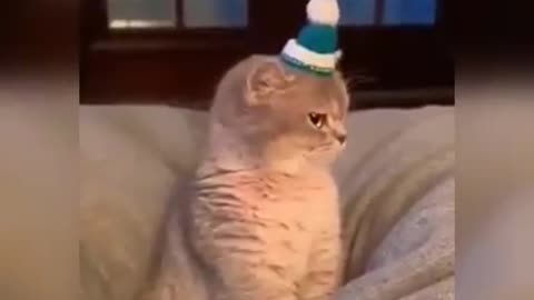 Funny cats videos ever (Part-6)