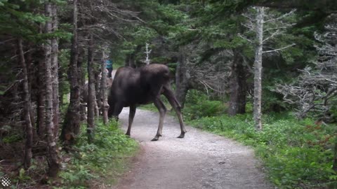 Giant moose surprises hikers on Canadian forest trail