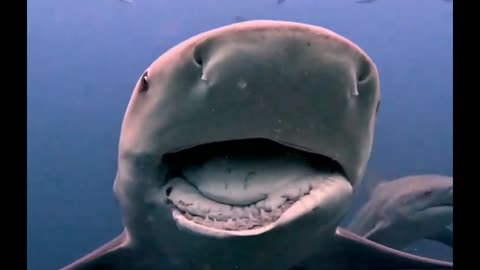 A Shark With A Broken Jaw 🦈🫣😱