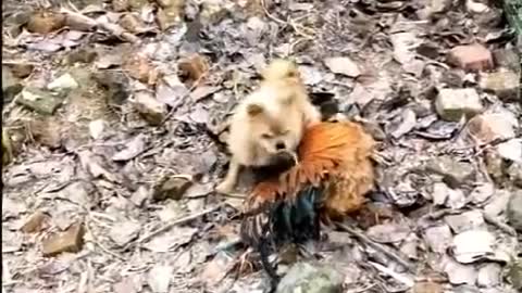 Chicken VS Dog Fight - Funny Dog vs Chicken Fight Video