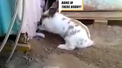 Rabbit Digs Hole To Free Stuck Cat