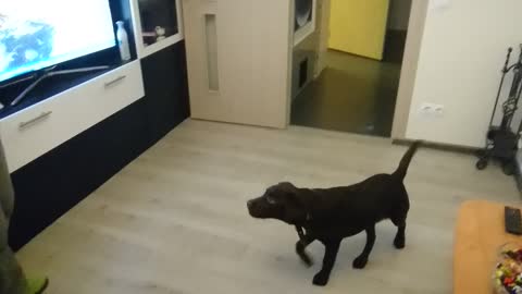 Lord, the Labrador Puppy, plays with soap bubbles