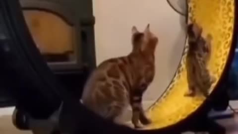 cats so cute video