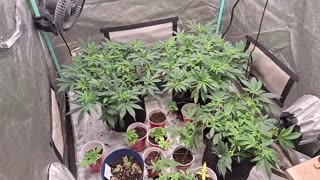 Cannabis flipping to flower, red pck, Durban nights, space biscuits, my first ibl and cross growing