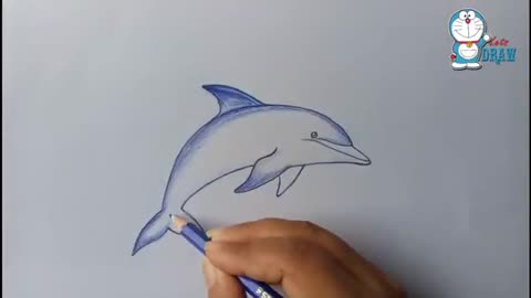 How to draw Dolphin step by step_Cut