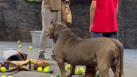 This Pitbull got incredible restraint protect his brother is all he cares