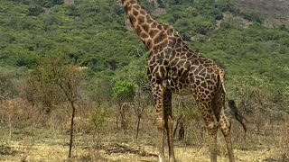 Giraffes of Rwanda