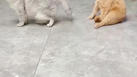 Funny cat video