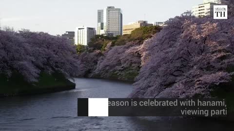 Japan's cherry blossom spectacle
