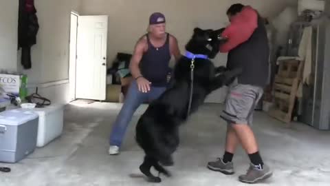 How To Make Dog Become Fully Aggressive With Few Simple Tip