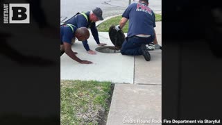 LUCKY DUCKIES! Texas Firefighters Reunite Ducklings with Their Mother