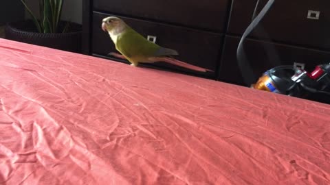 Conure excited about vacuuming