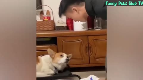 Funny Animal Videos 🤣 Funniest Cats and Dogs Videos 2024 😅 #101