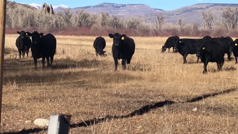 Cattle Walking near Palisades in Gunnison Colorado in the Fall