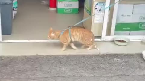 A cat doing moon walk #12 😹😹 Funny Cat Videos