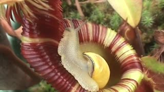Carnivorous Plant - Garden snail ventures onto a dangerous plant