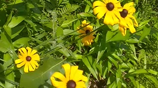 Black-eyed Susans