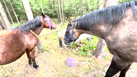 Horse Sven scratches mini horse Molly with rake