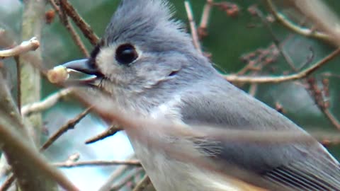 Tufted Titmouse