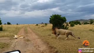 How to NEVER Wake Up A Lioness !