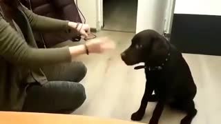Labrador puppy Lord, plays "Guess which hand"