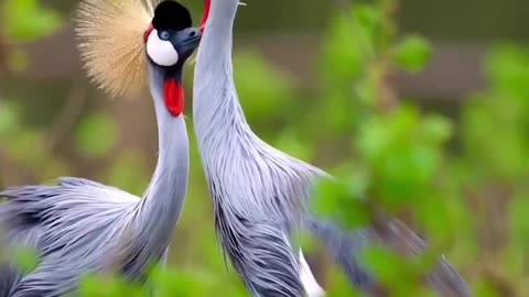 Grey Crowned Cranes