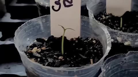 Carolina Reaper Update #1