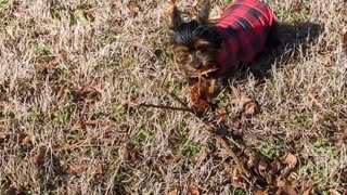Yorkie Dog With Sweater Chewing on Stick