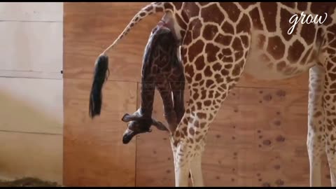 The birth of a giraffe