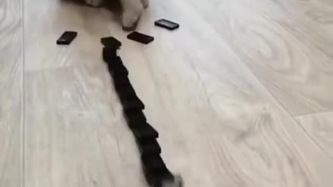 A cat trying to play dominoes