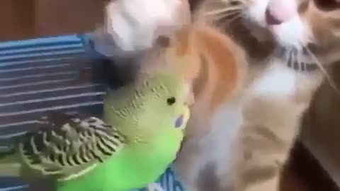 "Cat Playing with a Parrot: Hilarious Moments"