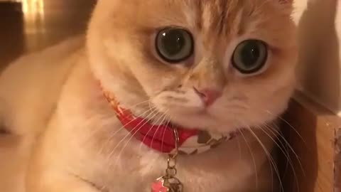 Funny animal videos|Cute animal videos |Funny dog&cat videos|Hilarious pet videos|Funny video