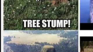 Tree Stumps ?