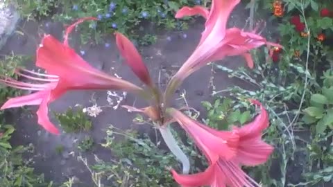 A small garden with 3 beautiful amaryllis flowers [Nature & Animals]