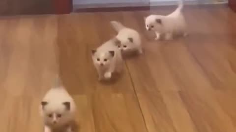 Baby kittens Follow the human