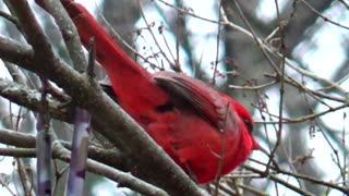 Cardinal