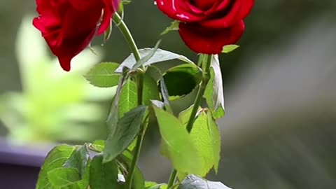 Roses beauty