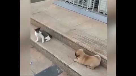 Cat and dog going fighting mode