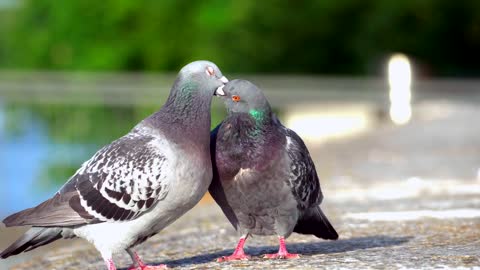 Two Pigeons on the Ground 2021