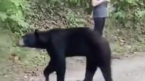 Bear Play