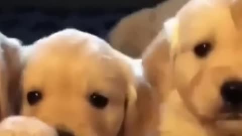 Cute labradors