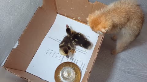 Feeding the ducklings🦆 Scottish fold kitten