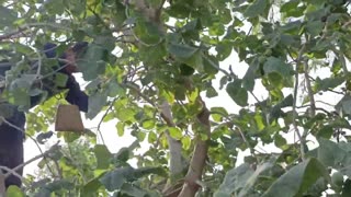 pomegranate tree with full of flowers 2021 | how pomegranate flowers convert into fruit | World Info