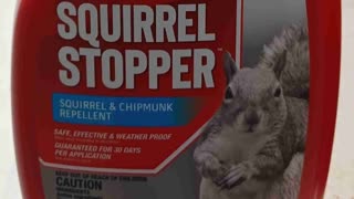 The Squirrel Menace