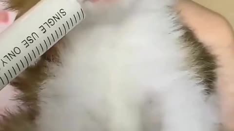 Baby cat drinking milk