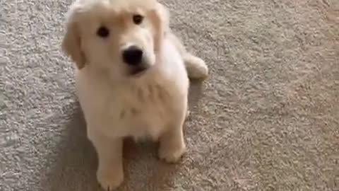 TOO DANG CUTE 🤣PUP DOING EXACTLY WHAT THE SONG IS SAYING