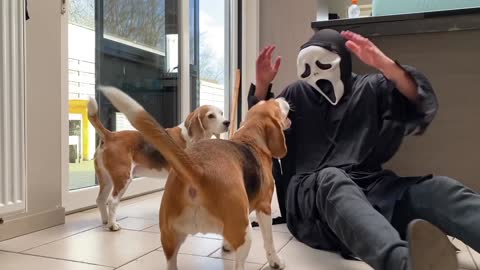DOGS vs GHOSTFACE Scream PRANK Funny Beagle Dog Reactions
