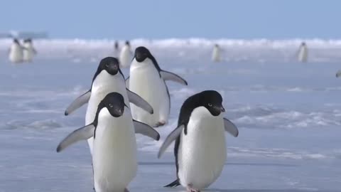 Adélie Penguins waddling on the sea ice. Slow motion video.